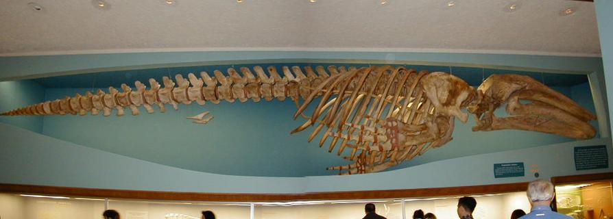 Whale skeleton in Natural History Museum<br>Location: <a href="https://www.google.com/maps/search/?api=1&query=38.89096,-77.02601" target="_new">Smithsonian National Museum of Natural History</a>